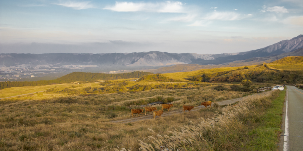 【熊本市発】マンスリーレンタカーで熊本市・八代・大津・阿蘇をもっと自由に｜月額費用・活用法まとめ
